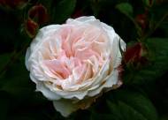 Villa Giustiniani – Fotogallery il Roseto – 37